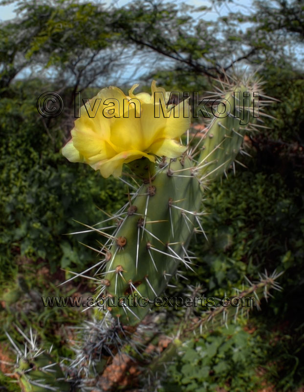 tipos de cactus de venezuela